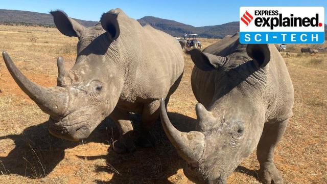 The procedure, according to the researchers, has proven to show no harm to the rhinos themselves, while making the horn “useless” and “poisonous” to humans.