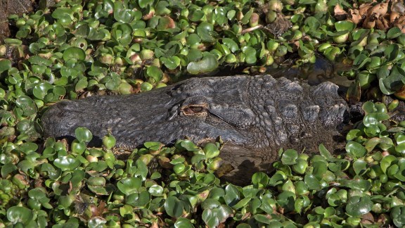 Discover nature’s most lethal ambush predators