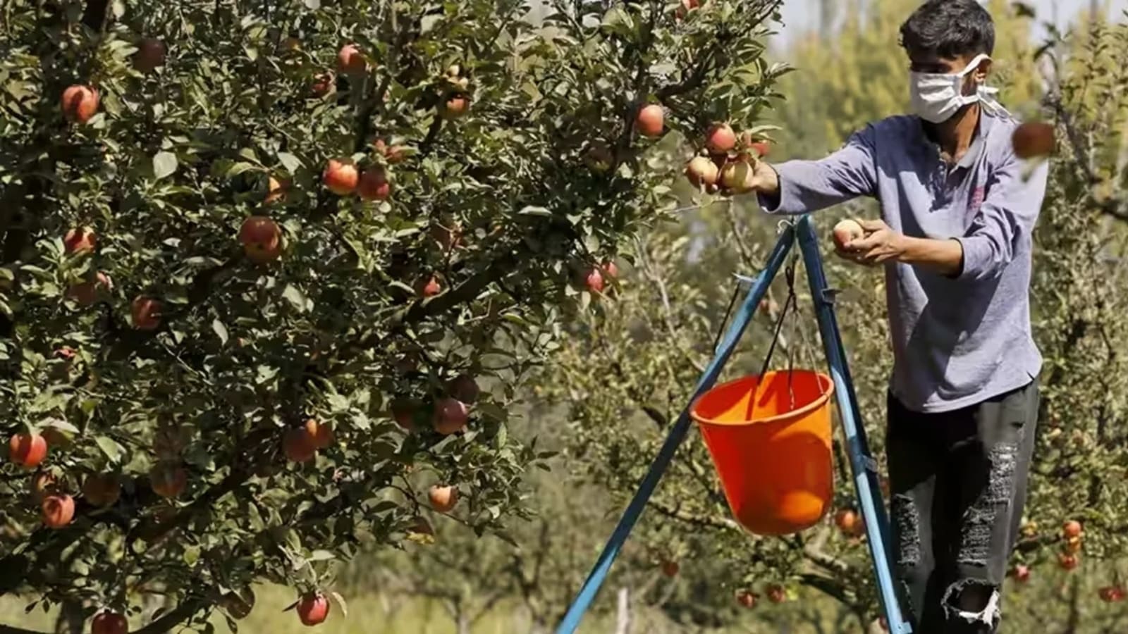 Uttarakhand’s King Roat apple makes its way to UAE, opening what state hopes is a new export front