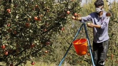 King Roat apple, Uttarakhand King Roat apple, Uttarakhand apple, Uttarakhand King Roat apple UAE, UAE, Indian express news, current affairs
