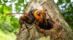 Get to know the Asian giant hornet, the world’s largest wasp whose sting can kill in rare cases.