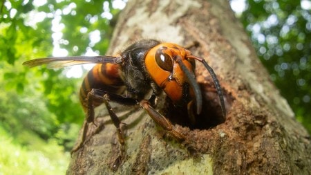 Get to know the Asian giant hornet, the world’s largest wasp whose sting can kill in rare cases.
