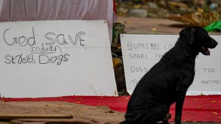 A dog sits near a placard with 'God Save Indian Street Dogs' written on it, at Jantar Mantar, in New Delhi