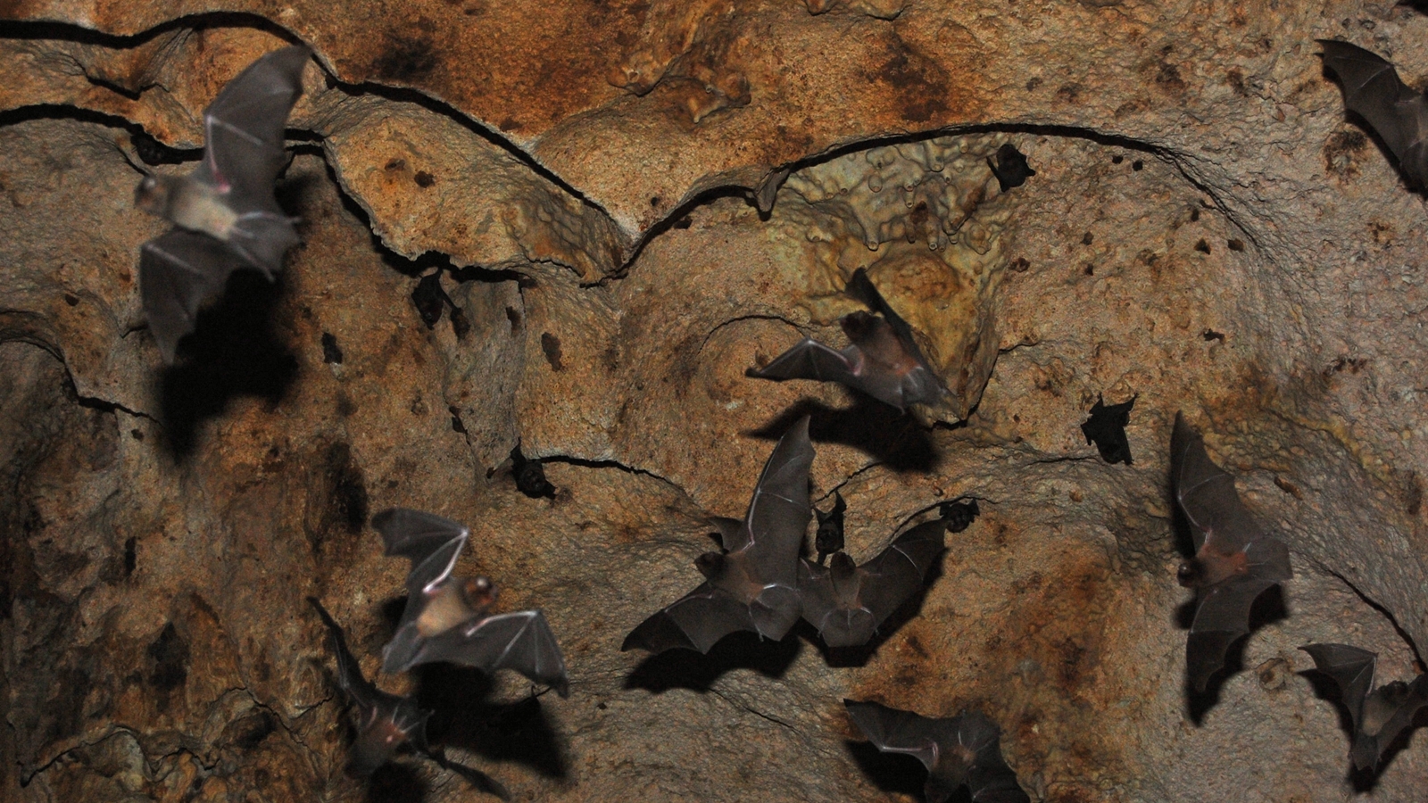 Bats Use Echolocation to 'See' With Sound