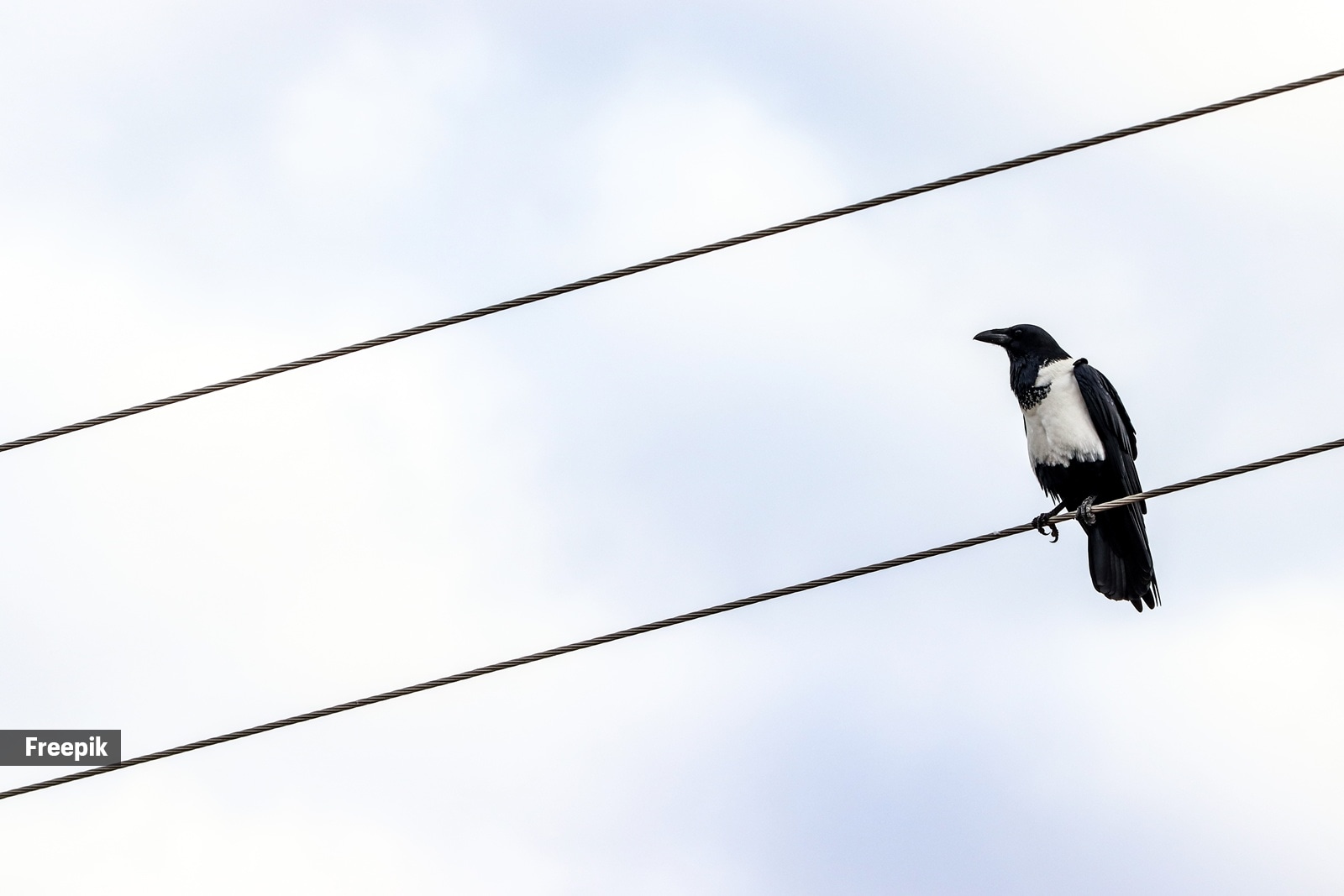 If a bird touches both a power line and something grounded (like a utility pole, guy wire, or transformer), it creates the same dangerous situation humans face.
