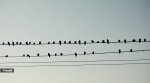When birds land on power lines, why don't they experience the same outcome as humans?