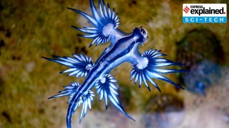 blue dragon