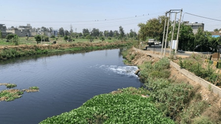In the petitions, the dyeing industry in Ludhiana has been accused of polluting the Buddha Nullah — already carrying domestic and industrial waste — with its toxic discharge, as the nullah water further mixes into Sutlej River, whose water is used for drinking purposes.
