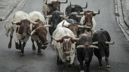 goa illegal bullfights, illegal bullfights, microchipping bulls, microchipping bulls in goa, goa microchipping bulls, Indian express news, current affairs