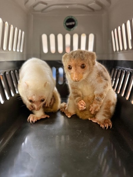 Two kinkajous (also known as honey bear, a mammal found in the rainforests of Central and South America), were found inside the passenger's bag. (Express Photo by Manish Pathak)