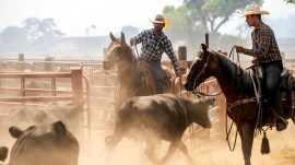 california wildfires