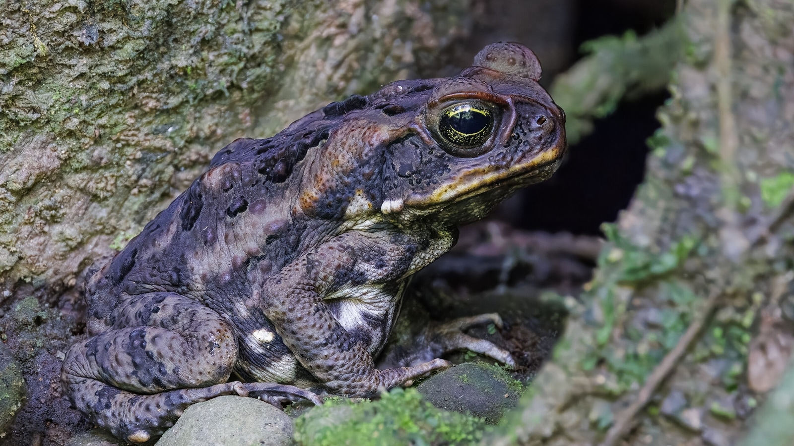 Explore the story of the cane toad (Rhinella marina), one of the most destructive invasive species worldwide