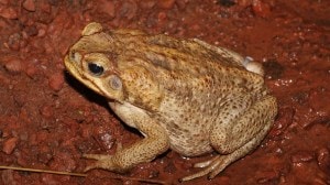 Explore the story of the cane toad (Rhinella marina), one of the most destructive invasive species worldwide