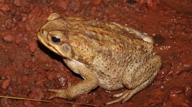 Explore the story of the cane toad (Rhinella marina), one of the most destructive invasive species worldwide