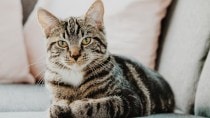Toxoplasma gondii is a parasite found in cats that can infect humans