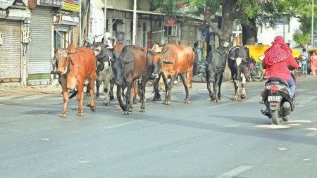 Chhattisgarh stray cattle scheme, stray cattle scheme, Chhattisgarh, Chhattisgarh government, Indian express news, current affairs