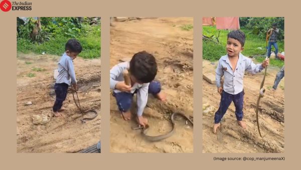 child catch snake viral video