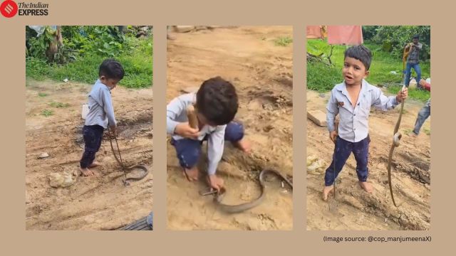 child catch snake viral video