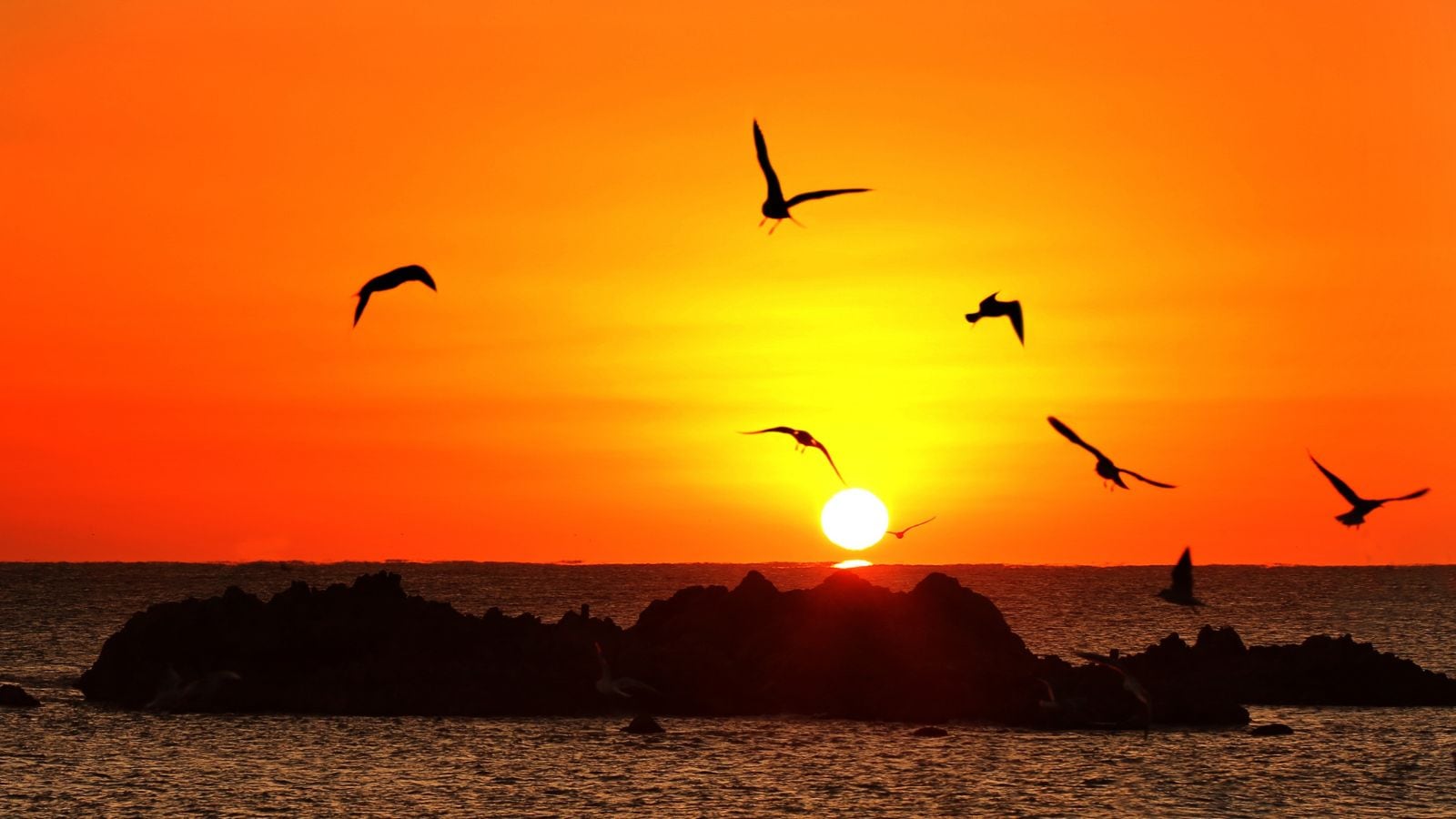 Every day, this Indian animal starts singing exactly when the Sun is 3.8 degrees below horizon