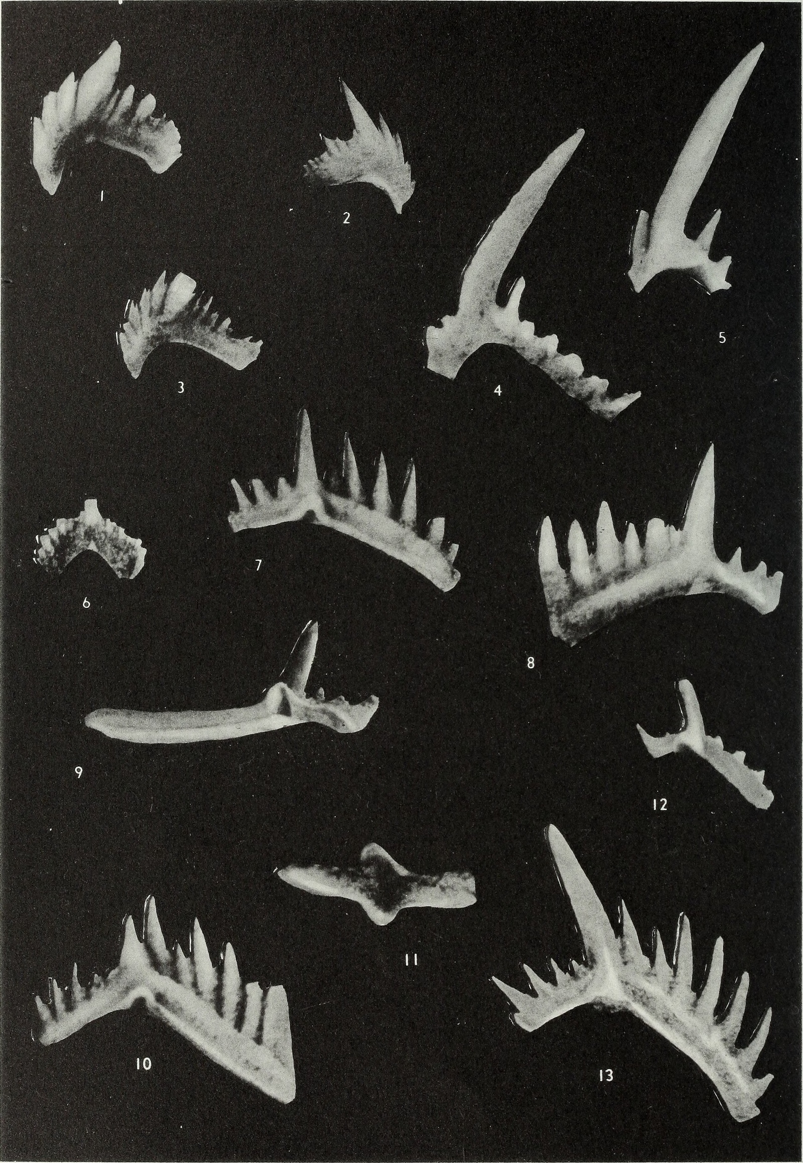 Think T. rex or Megalodon had the sharpest teeth? Think again