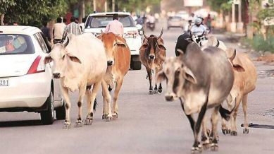 Lumpy virus Gujarat outbreak, Lumpy virus cattle deaths Gujarat, Lumpy skin disease July 2025, Lumpy virus Surat district,