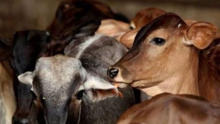 No plans to declare cow national animal, Union Minister tells Parliament