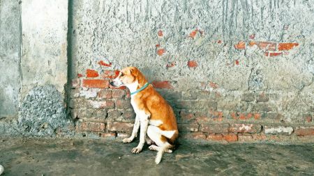 stray dog shelters, Supreme Court dog ruling, Delhi dog management, stray dog menace, dog bite safety measures, Delhi-NCR dog rehabilitation, dog shelters infrastructure, stray dog control measures, municipal dog policies, dog welfare in Delhi, delhi news, India news, Indian express, current affairs