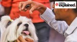 A pet dog getting groomed during Indian National Kennel club Dog show at Naranpura on Sunday.