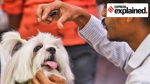 A pet dog getting groomed during Indian National Kennel club Dog show at Naranpura on Sunday.