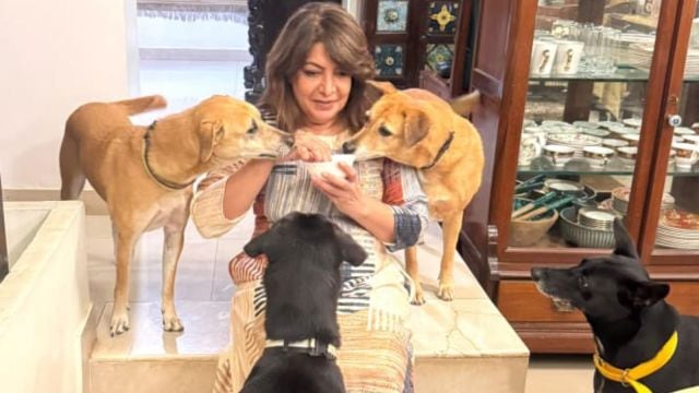 The court also directed municipal authorities to begin an exercise for creating dedicated feeding spaces for stray dogs in each municipal ward.
