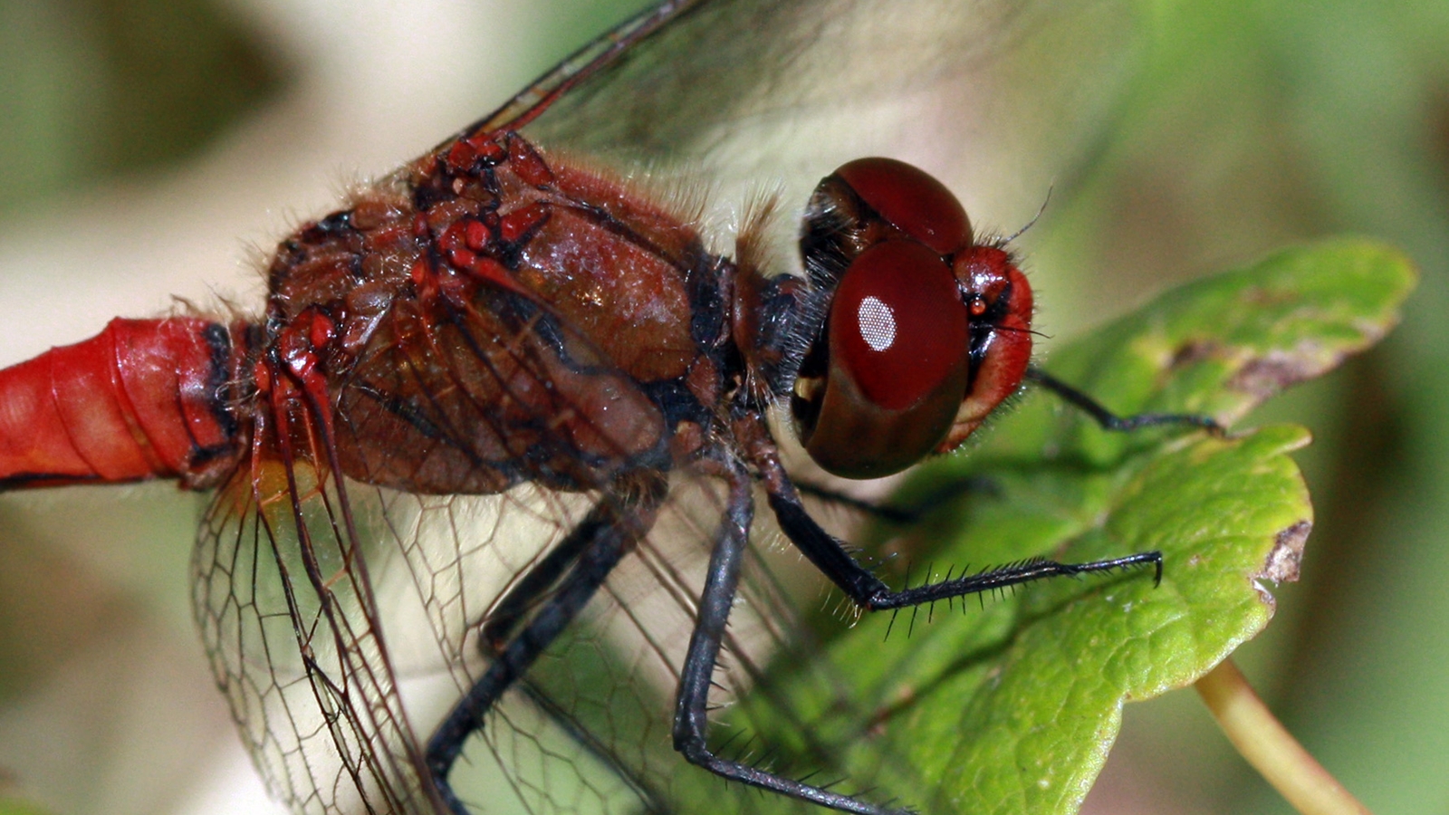 Giant eyes, 360-degree vision and lightning-fast reflexes: Why dragonflies are remarkable hunters – movies Giant eyes, 360-degree vision and lightning-fast reflexes: Why dragonflies are remarkable hunters – movies