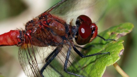 Discover why dragonflies boast massive compound eyes—capable of near-360° vision