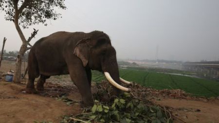 Separated from herd, curious baby elephant found playing at Kerala school, later turns up in Karnataka