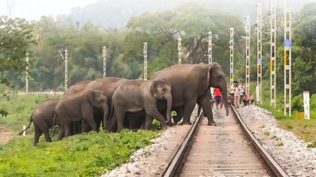 3,400 km, 14 states: Survey proposes steps to curb elephant deaths on tracks