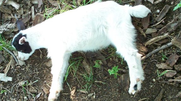 Discover the fascinating science behind fainting goats