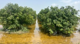 fazilka waterlogging