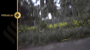 To stand in that darkness is to watch the forest write its own rhythm: a synchronous dance of fireflies, signalling across the night sky in bursts of yellow and green.