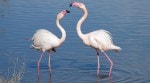 Ever wondered why flamingos are pink?