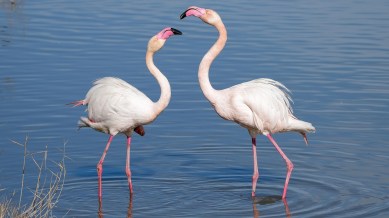 Ever wondered why flamingos are pink?