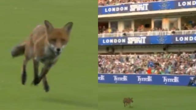 Fox