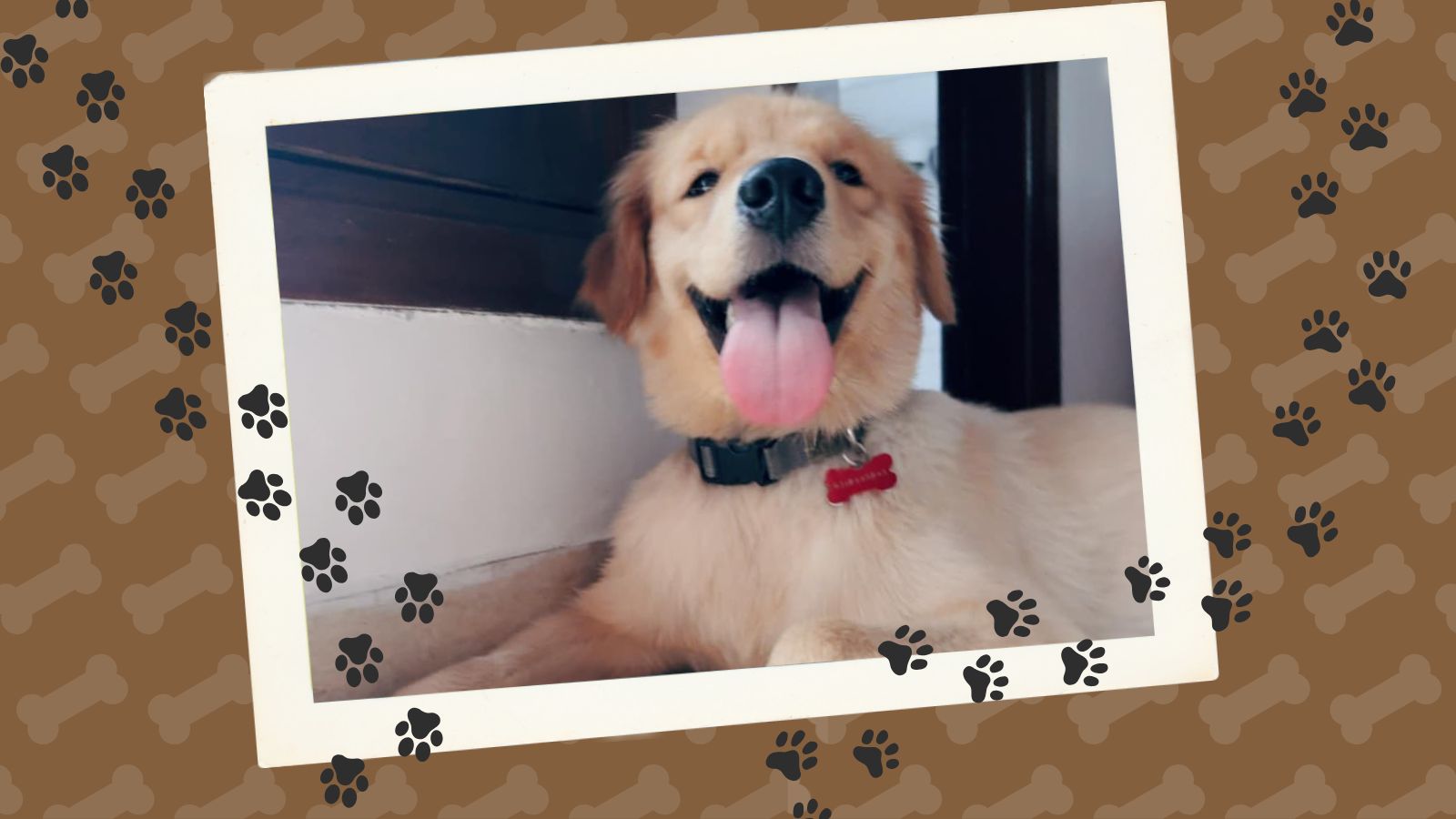 私の犬は彼女の生理を手に入れました。 Instagramは私をこれに備えませんでした|新鮮なニュース