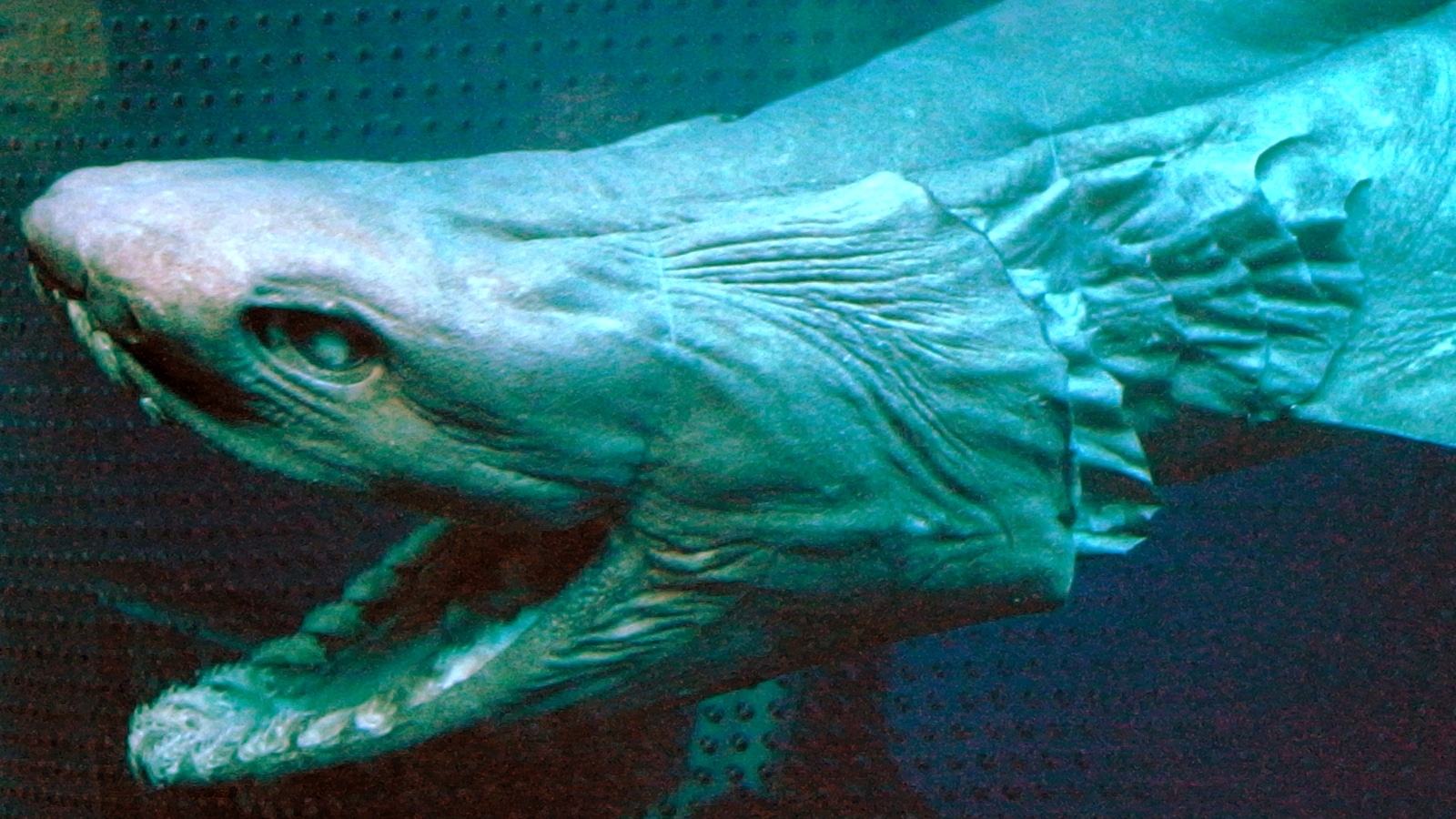 Frilled sharks are widely but patchily distributed, with sightings reported off shores of Norway, Japan, New Zealand, Chile, South Africa, and more