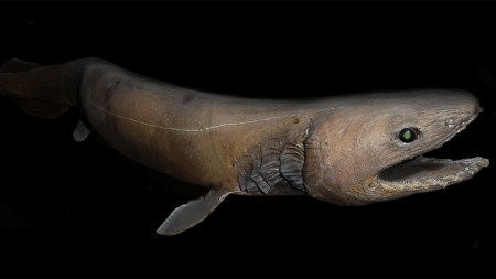 frilled shark