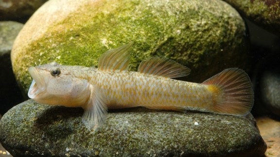 Discover the astonishing waterfall‑climbing gobies of Hawaii: