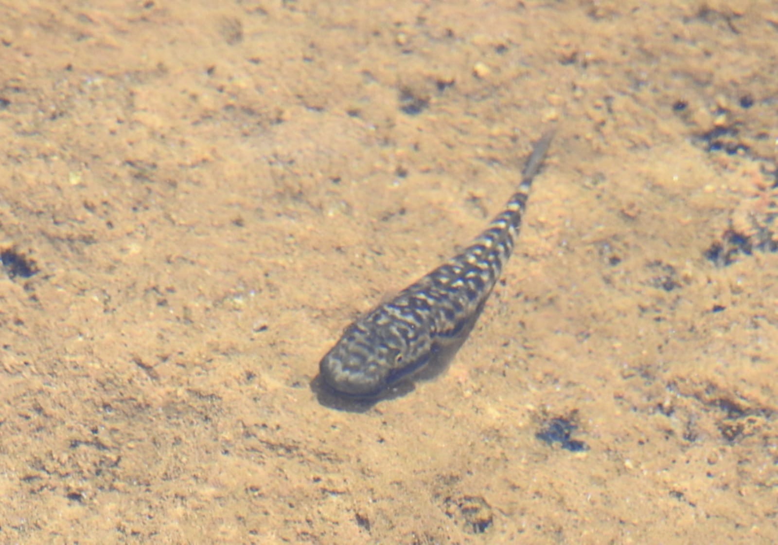 Discover the astonishing waterfall‑climbing gobies of Hawaii: