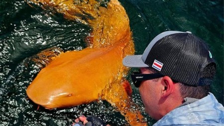 A rare orange nurse shark with signs of xanthism and albinism has been found off Costa Rica’s coast
