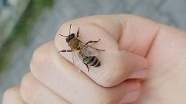 It is yet unknown why a swarm of honeybees from the beehive on a nearby tree attacked her.