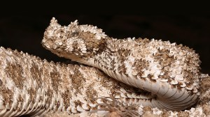 horned viper snake