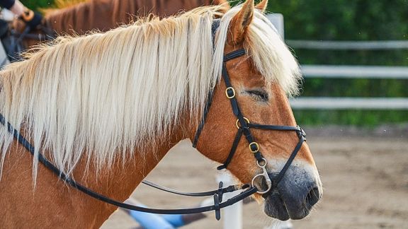 Horses sleep standing up thanks to a unique "stay apparatus"—locking legs that enable quick escape from predators—while lying down only briefly for deep REM sleep.