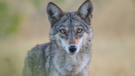 Discover striking examples of animals—from crows and elephants to tigers and wolves—that exhibit behaviours resembling revenge
